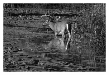 white-tailed buck 2 bw.jpg